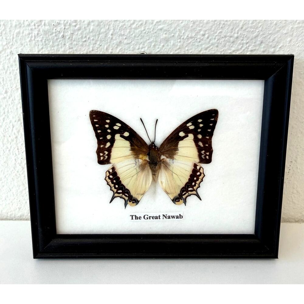 Framed Real Great Nawab Butterfly Insect Preserved Wall Art Decor 4.75"x5.75"